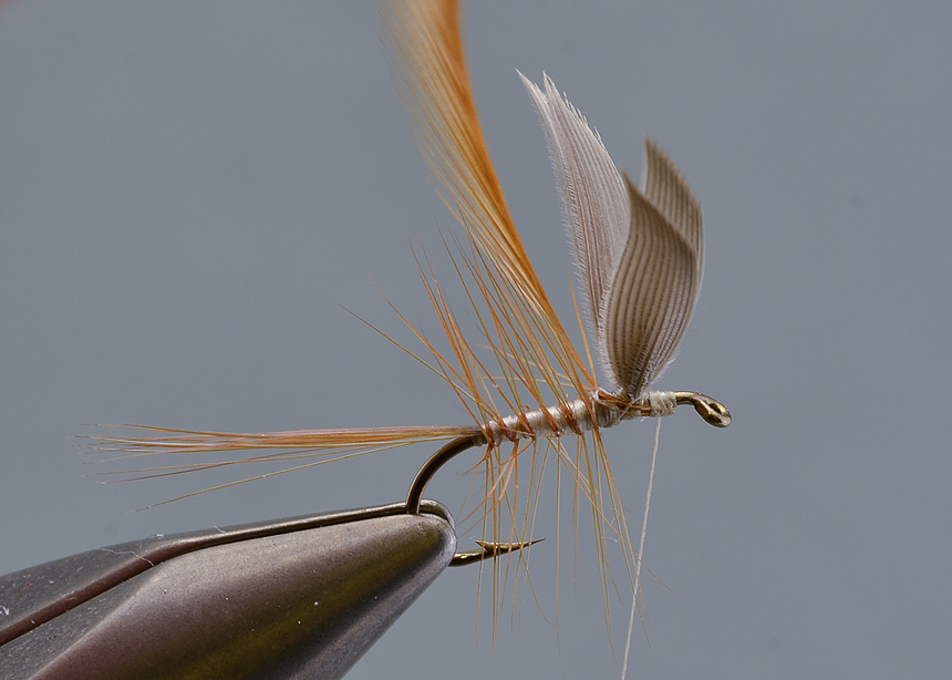 11. Tie in the main hackle and wind this forward, three turns one in front of the other behind the wing, and two in front is usually about right. The length of the hackle should be at least 1.5 times the hook gape, I prefer a slightly longer hackle.