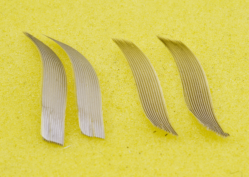 2. To create the double-slip quill mallard wing start by selecting a pair of well matched duck primary feathers, preferably from the same bird. You will need one primary from the left- and one from the right wing. Divide out the quill slips, you will need two from each primary feather, 3-4mm wide. Make sure they are all the same width. Lay the quill slips out on some foam (fly tying foam works very well), the two slips that will be facing towards you when tied in should be in their correct orientation, while the ones on the far side of the hook should be placed upside down.