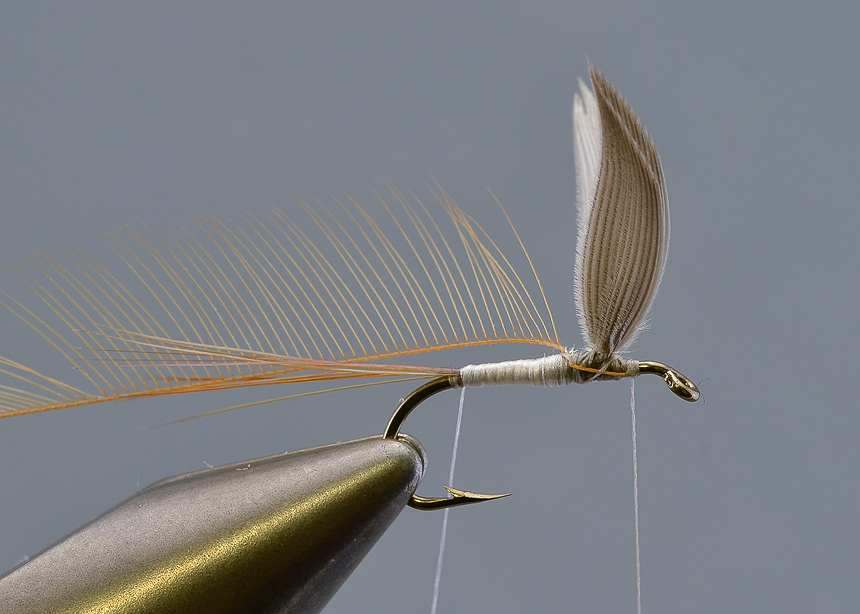 9. Tie in the body hackle just behind the wing. I strip off the barbs on the hook-side of the hackle which makes for a somewhat neater fly. The body hackle should be about two sizes smaller than the main hackle, for a #12-hook use a #16 hackle. Make sure to leave room behind the wing to wind the main hackle.