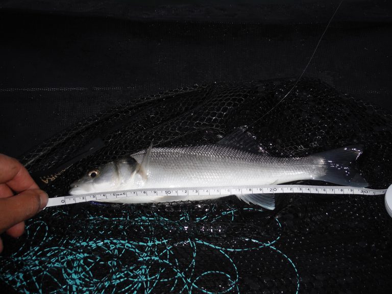 06-sea-bass
